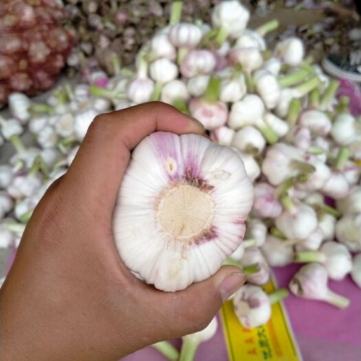 开封 精品鲜大蒜，产地直销，大量上市中，5公分以上质量保证