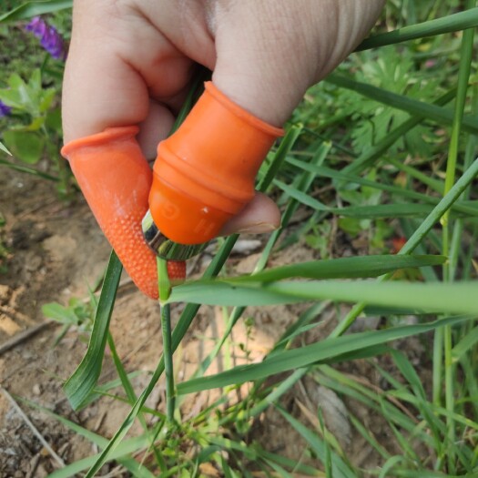 临沂枸杞采摘器 厂家直销采摘器打尖器疏花器摘豆角花椒采摘