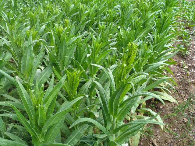 涡阳县 2020春苔干义门贡菜干货特级无叶苔干响菜新鲜火锅脱水蔬菜