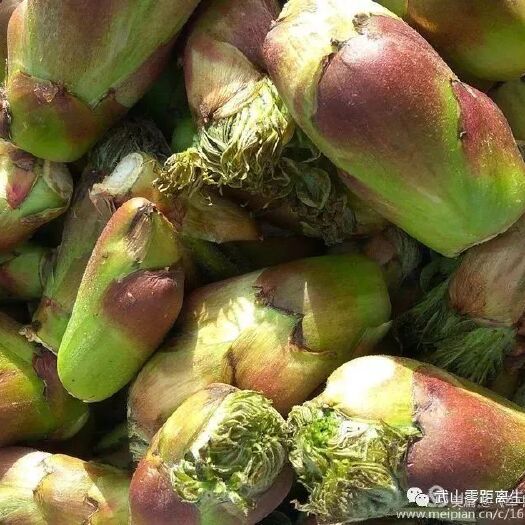 舟曲县刺老芽 乌龙头，刺嫩芽，刺老包，木龙头等