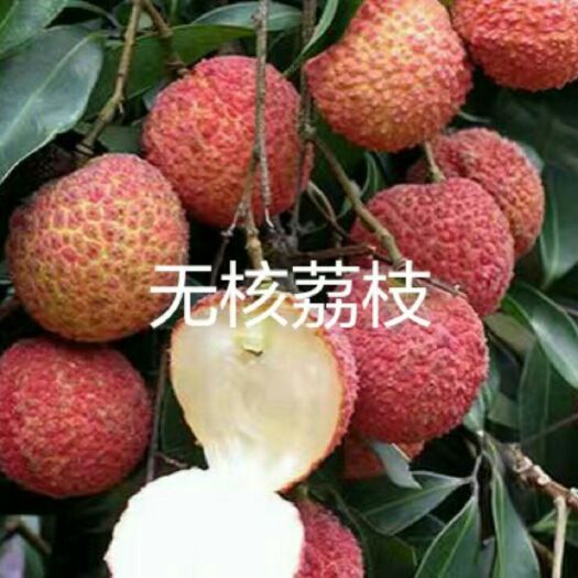 灵山县无核荔枝苗