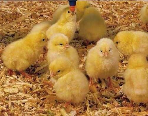 沭阳县土鸡苗 土鸡，品种齐全，欢迎砸单