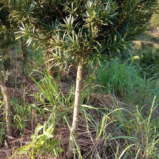 通道县 大量供应4-6公分罗汉松