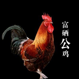 成安县 林地散养富硒生态土鸡