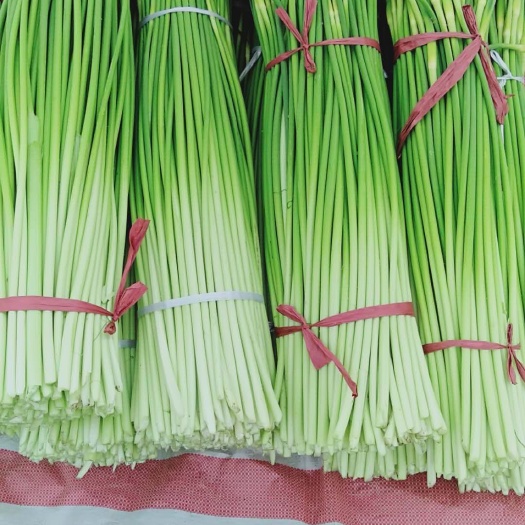 白帽蒜薹 70cm以上