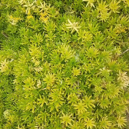 开封 您好:我是开封绿雕植物种植基地，大量供应红草、绿草、佛甲草、