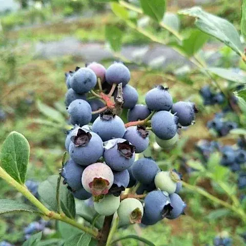  蓝莓鲜果上市