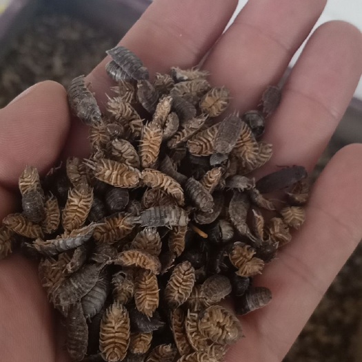 西安 鼠妇虫，潮虫，西瓜虫