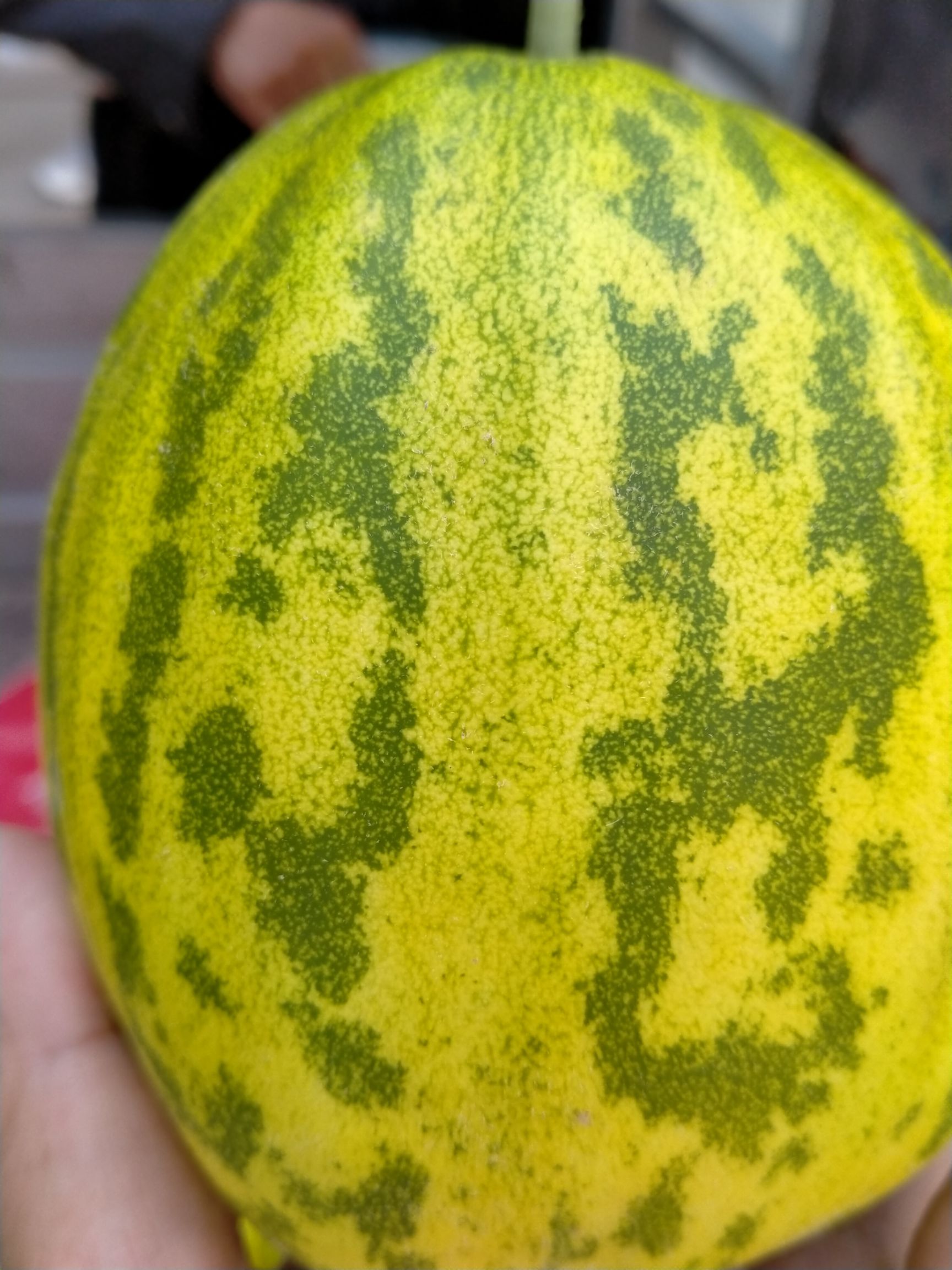 甜瓜大量上市需要