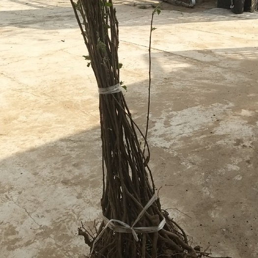 北票市红富士苹果苗  小苹果苗，成活率高。放心栽培今年就2万多颗