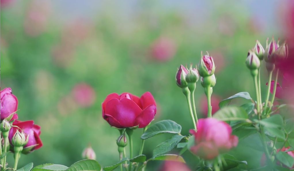  万亩食用玫瑰花，受疫情影响大量滞销