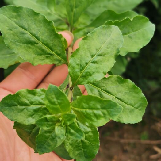 阳山县 大量供应清热解暑枸杞叶