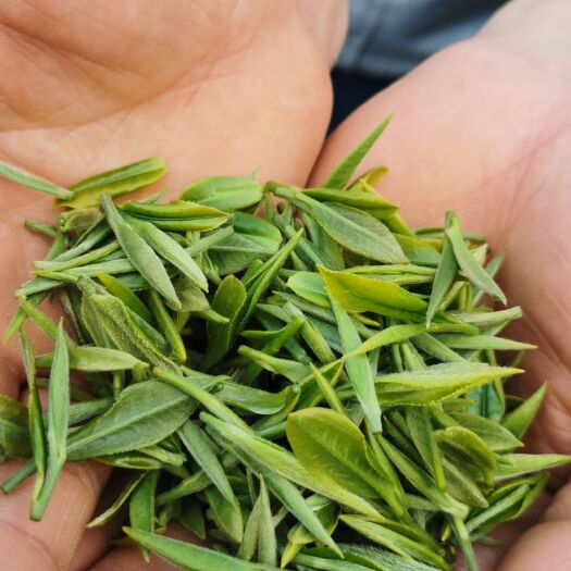 贵阳 贵州特级绿茶今年的明前春茶新茶毛峰
