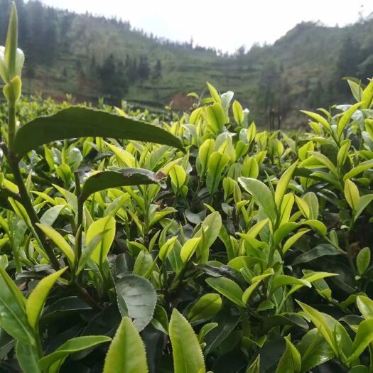 兴仁市毛尖茶  贵州省兴仁市龙角清明前绿茶