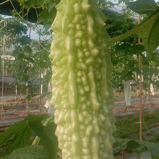 高州市 珍珠苦瓜，