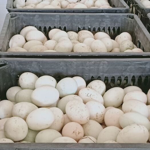 抚州绿壳鸭蛋 食用 箱装