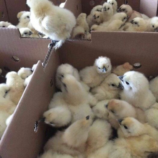 南宁 竹丝鸡苗