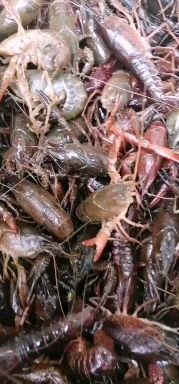合肥清水小龙虾 龙虾