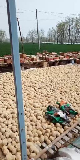 商水县松花皮蛋  河南五香变蛋