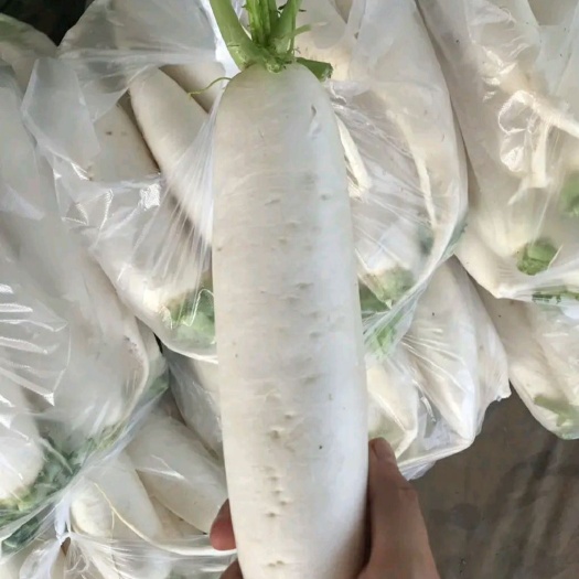 邯郸 精品白萝卜，价格实惠，质量杠杠滴，如有需要随时联系