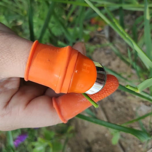 临沂 采摘花椒，辣椒豆角掐尖器打尖器拇指刀铁指甲
