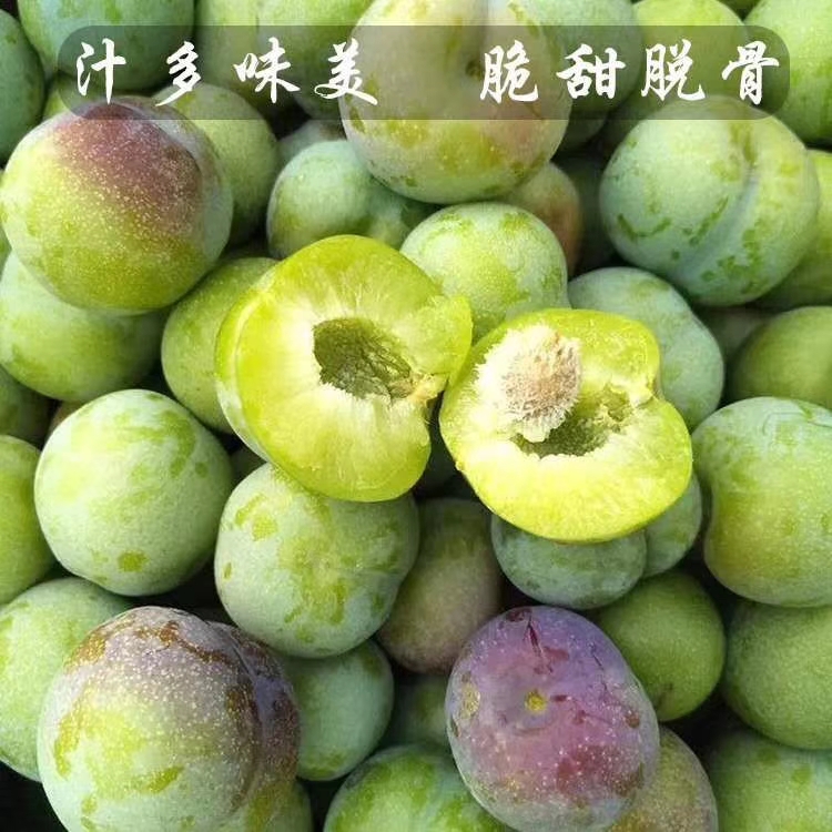  屏山 茵红李 五月脆 半边红