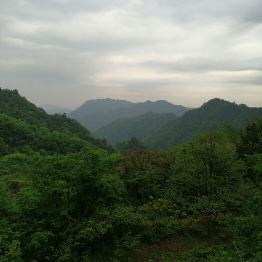 沅陵县绿杨春 最古老原始荒山野茶，欢迎全国人民品尝，