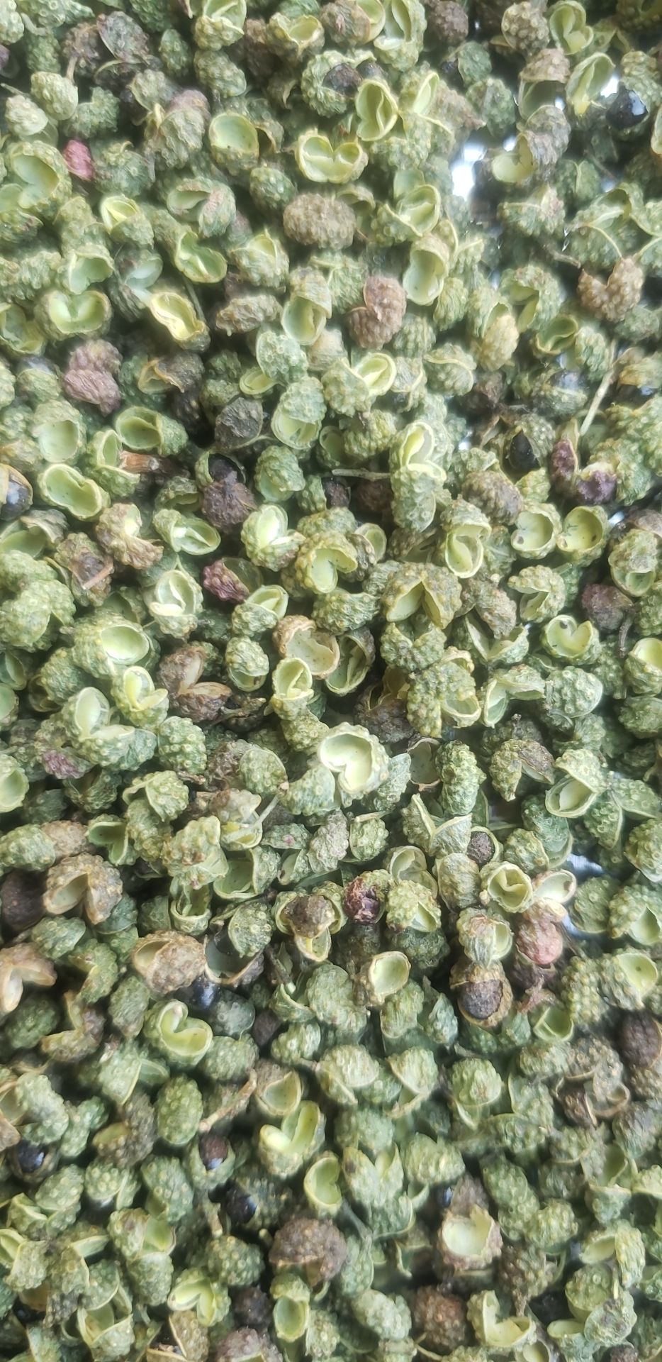 青花椒  云南青麻椒产新开口35-40