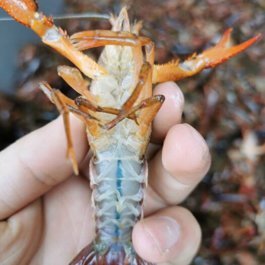潜江市 活虾潜江小龙虾活虾新鲜活虾