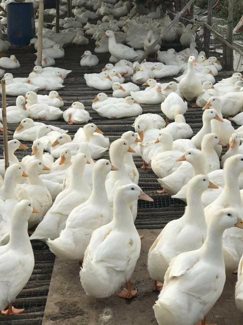 南宁 桂柳白鸭苗 樱桃谷肉鸭苗 孵化基地直供