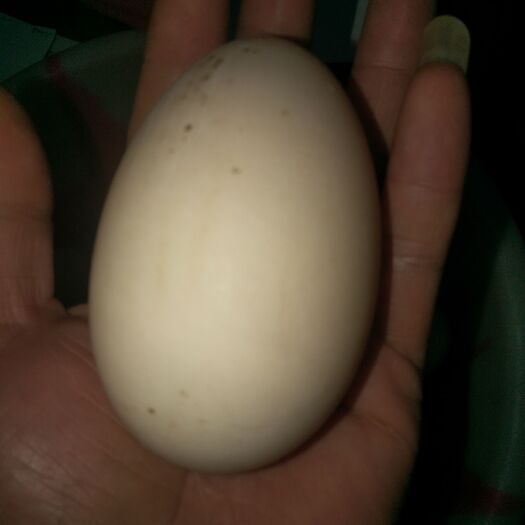 柳州 玉土番鸭种蛋