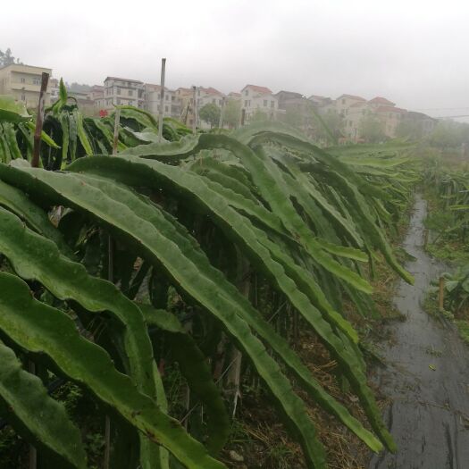 新兴县红心火龙果苗  好管理，产量高，诚信交易，量大从优