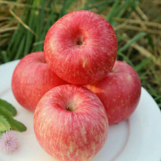 红富士苹果  山东烟台红富士应季水果批发一件代发