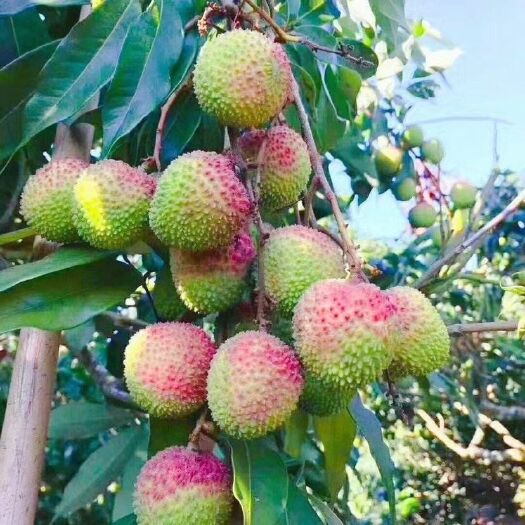 陵水县 海南妃子笑荔枝