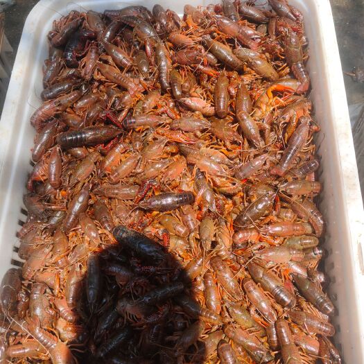长沙 456小龙虾批发