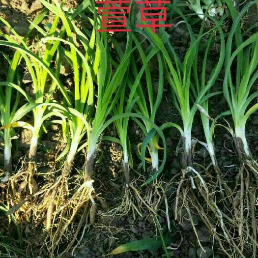 宜昌大花萱草