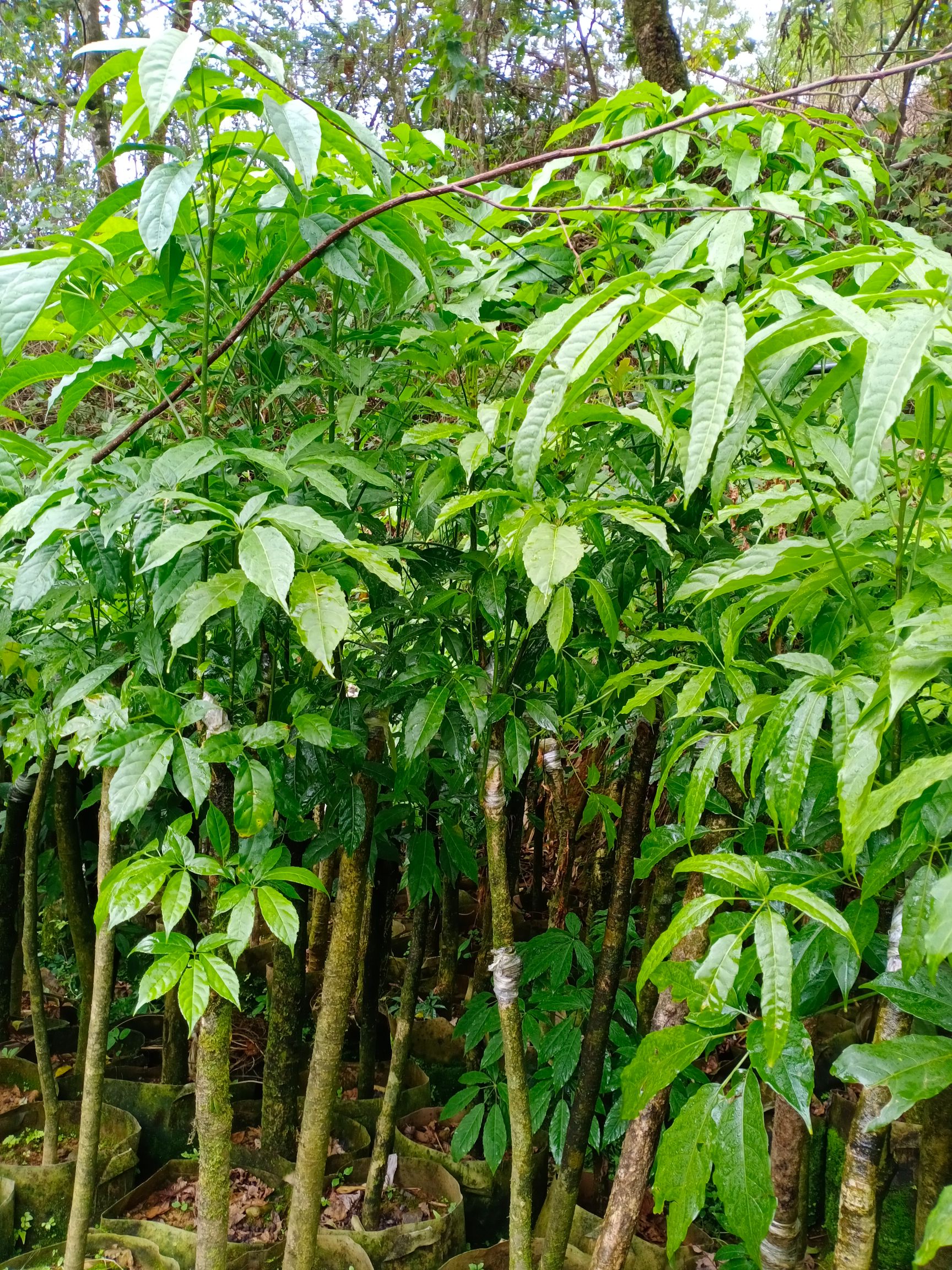 云南火镰菜价格 - 行情走势-惠农网