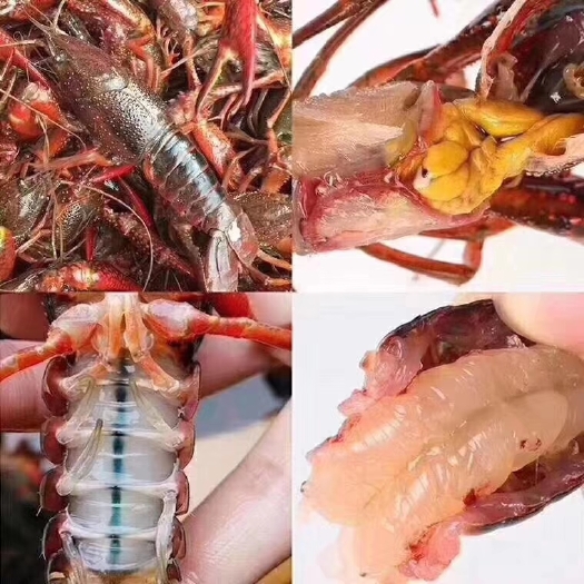潜江市潜江小龙虾产地直发，青虾红虾硬规格，拒绝线下交易谢谢合作。