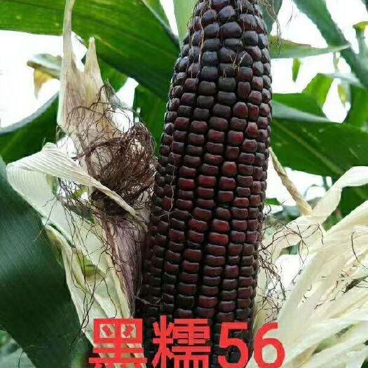 平山县黑玉米种子  黑糯玉米种子