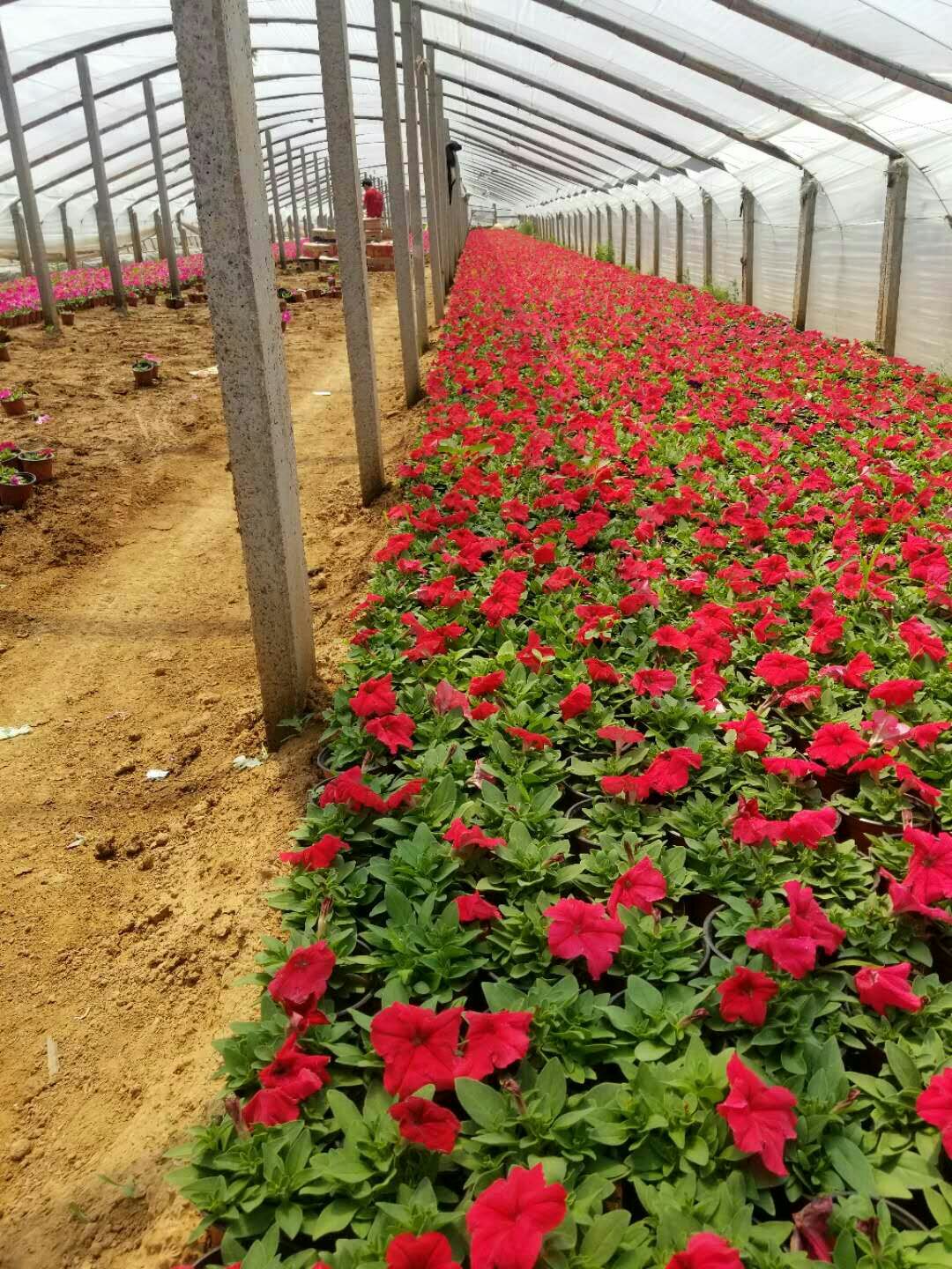 百年艳山红 各种：时令草花，地被类，绿化苗木等