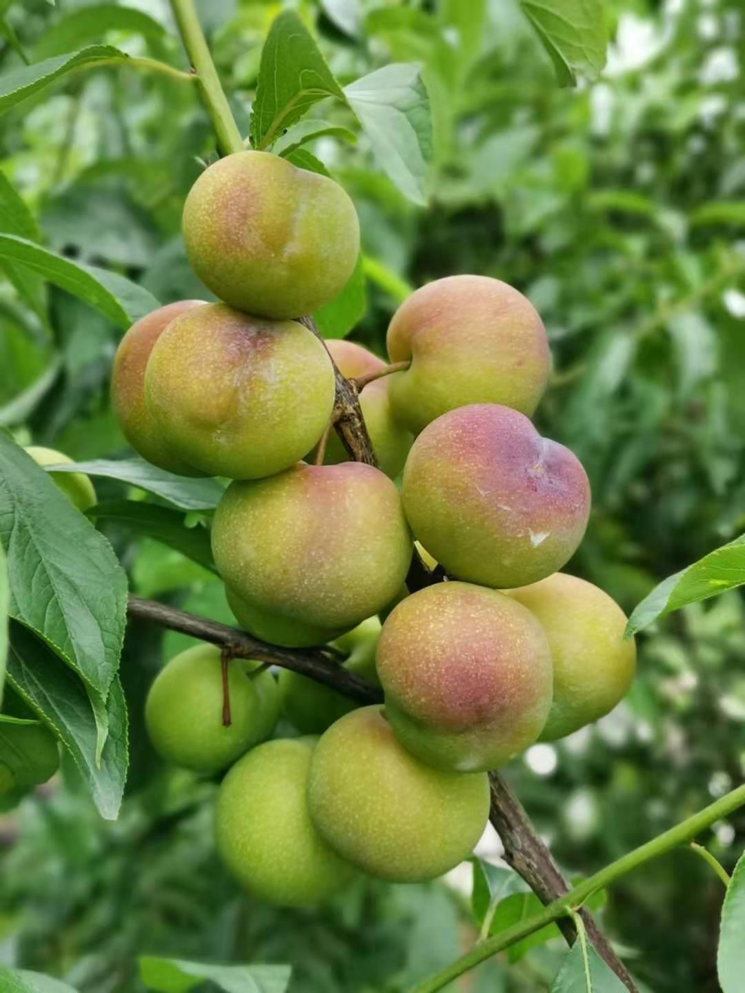  屏山 茵红李 五月脆 半边红