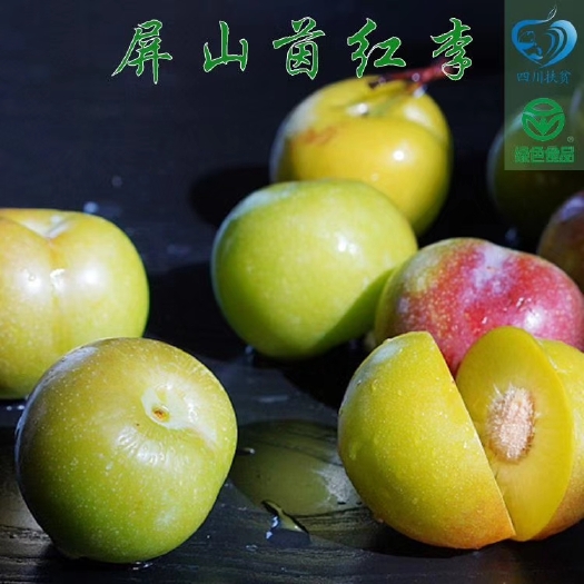 屏山县半边红李子 屏山 茵红李 五月脆 蜂糖李