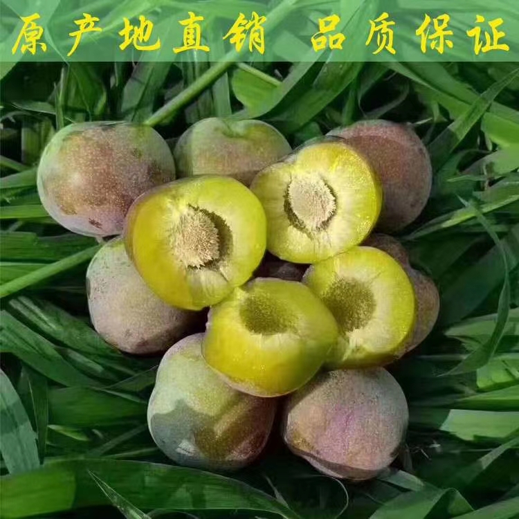  屏山 茵红李 五月脆 半边红
