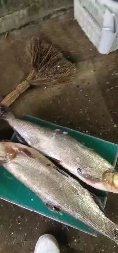 常德丹江翘嘴鲌 钓场酒店