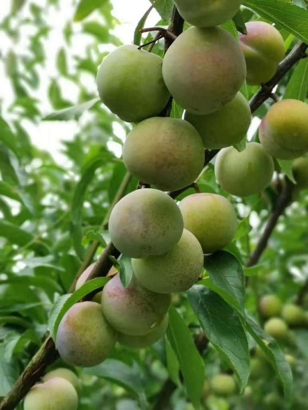  屏山 茵红李 五月脆 半边红