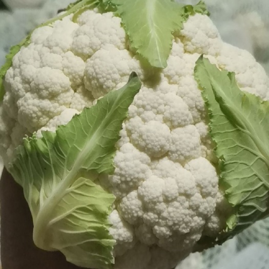 通海县白花菜花 紧密 云南省玉溪市通海县 1斤以下