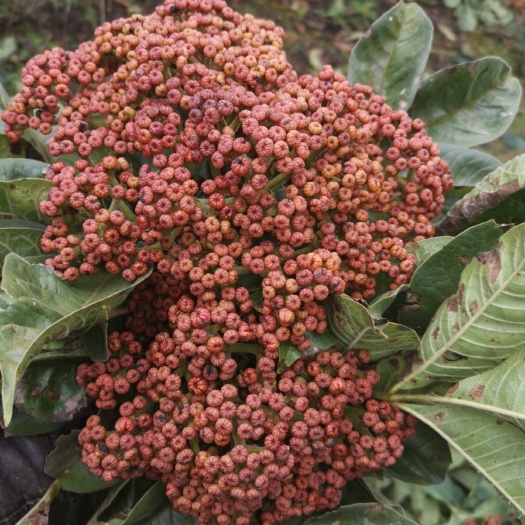 黎平县正宗中花吴茱萸果子及树苗，果子有青色的，有红色的，也有干货
