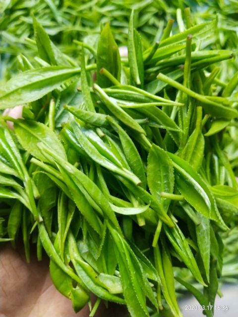 泸溪县 绿茶