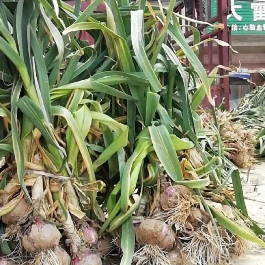 周口红皮蒜  河南淮阳把子蒜大量上市，农户地头当天采摘，质优价廉