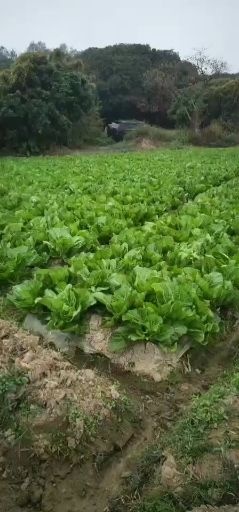 广州包心芥菜  芥菜最后几天了